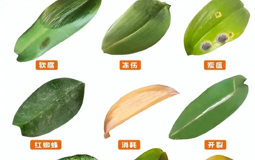 蝴蝶蘭黃葉腐根別急著扔！3個「起死回生」絕招，30天冒新根，一年開滿盆