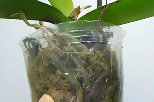 蝴蝶蘭黃葉腐根別急著扔！3個「起死回生」絕招，30天冒新根，一年開滿盆