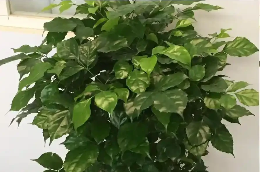 幸福樹遲遲不冒芽?別瞎澆水!一招催出滿枝新芽
