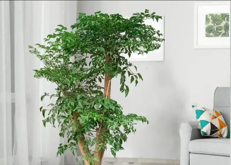 幸福樹遲遲不冒芽?別瞎澆水!一招催出滿枝新芽