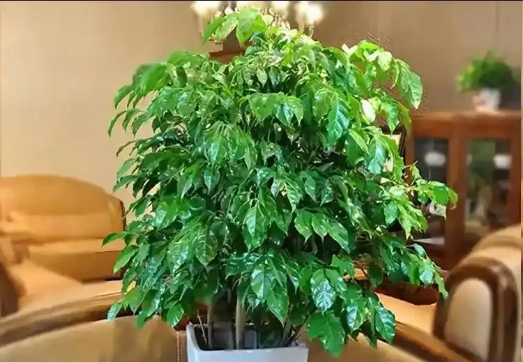 幸福樹遲遲不冒芽?別瞎澆水!一招催出滿枝新芽
