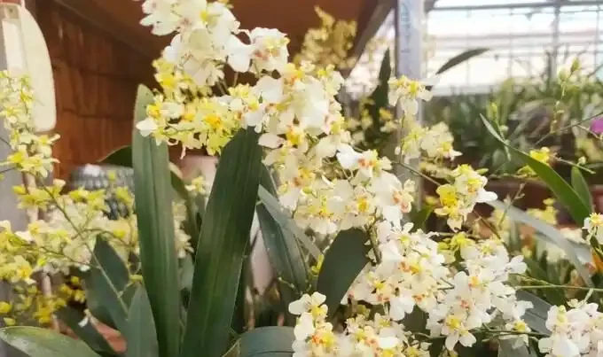 不澆水也能活?這4種花適合『懶人』,一個月澆一次,反而越長越旺