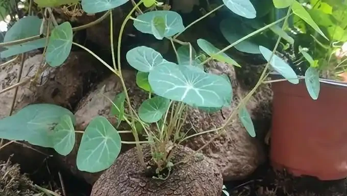 不澆水也能活?這4種花適合『懶人』,一個月澆一次,反而越長越旺