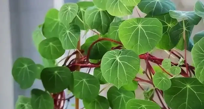 不澆水也能活?這4種花適合『懶人』,一個月澆一次,反而越長越旺