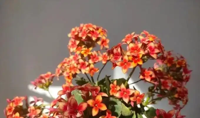 不澆水也能活?這4種花適合『懶人』,一個月澆一次,反而越長越旺