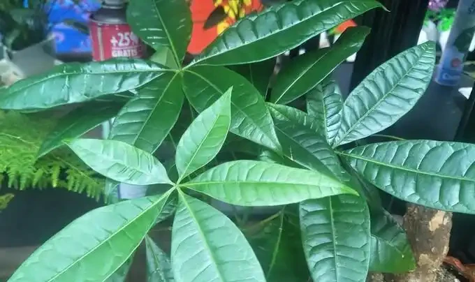 不澆水也能活?這4種花適合『懶人』,一個月澆一次,反而越長越旺