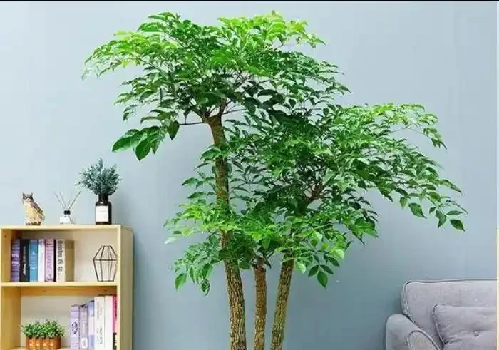 幸福樹遲遲不冒芽?別瞎澆水!一招催出滿枝新芽