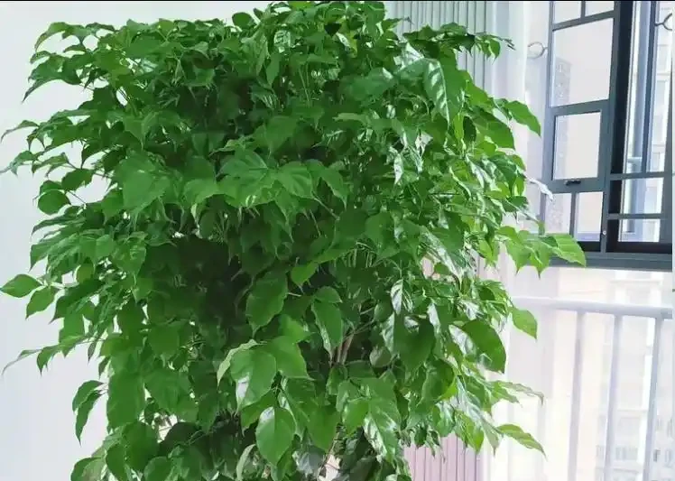 幸福樹遲遲不冒芽?別瞎澆水!一招催出滿枝新芽