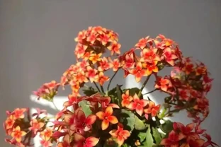 不澆水也能活？這4種花適合『懶人』，一個月澆一次，反而越長越旺