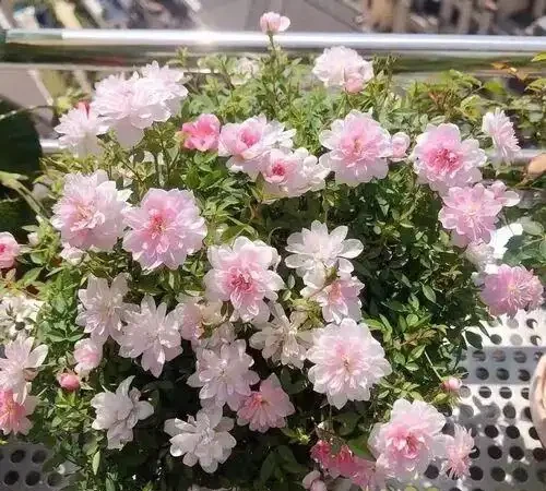 玫瑰四季完整施肥方案！從冬剪到秋花，一年用肥不踩坑