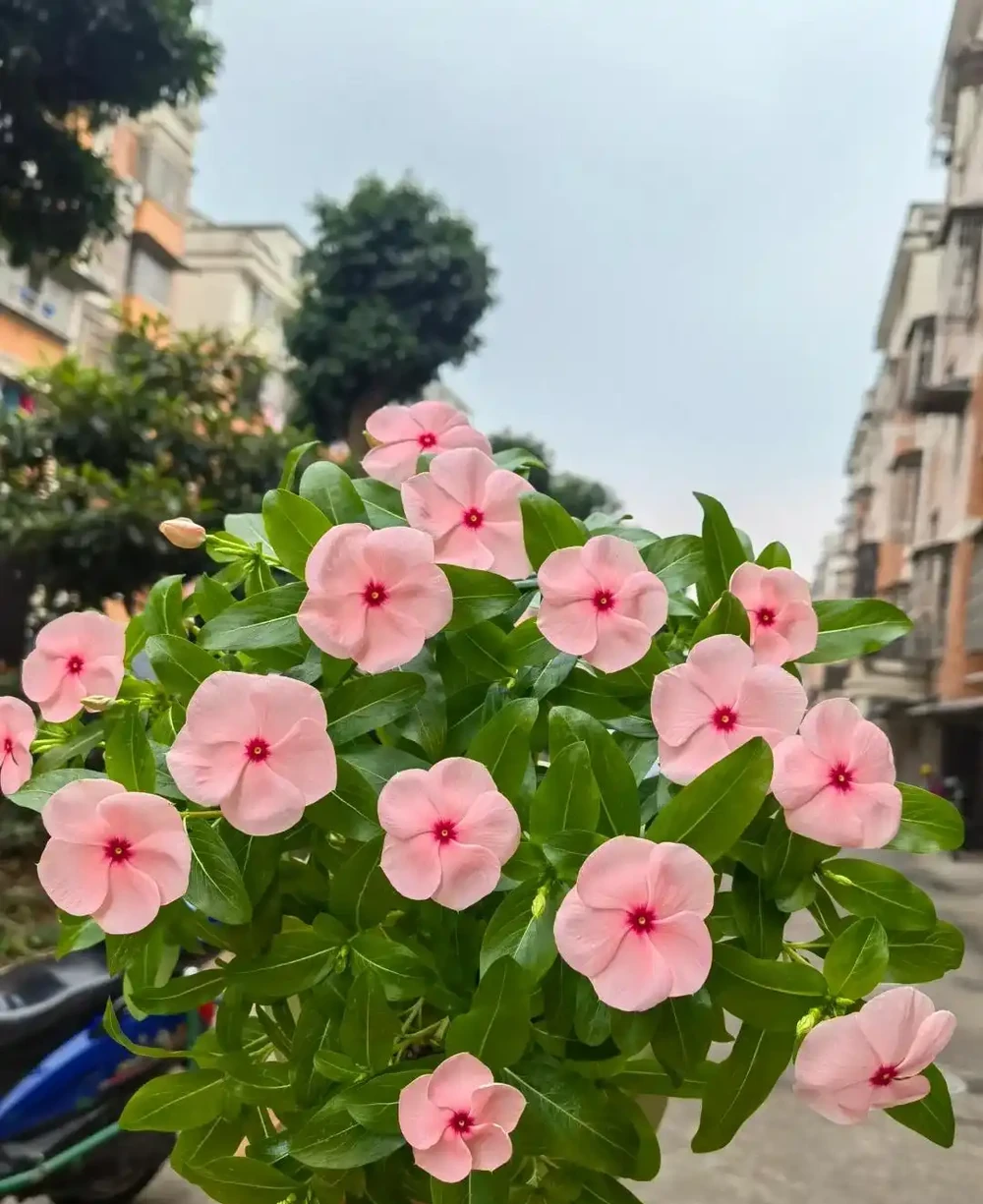 後悔沒早養！這幾種花太給力了，開花期長愛滿盆，年年開不停