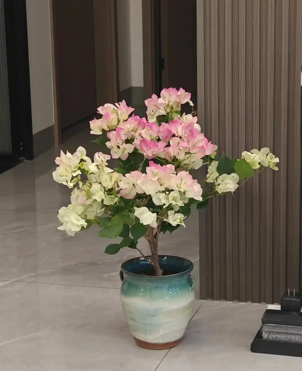 後悔沒早養！這幾種花太給力了，開花期長愛滿盆，年年開不停