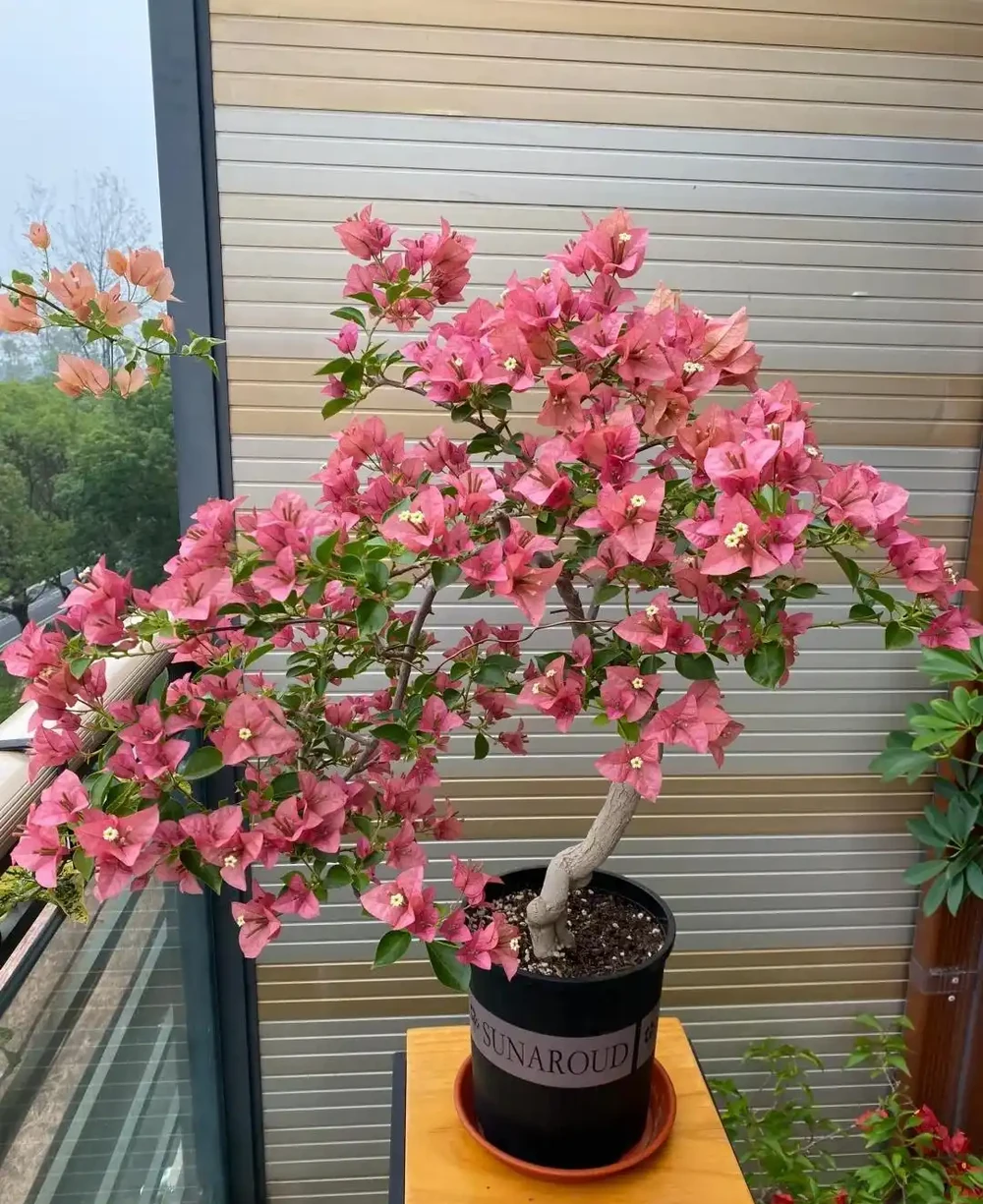 後悔沒早養！這幾種花太給力了，開花期長愛滿盆，年年開不停