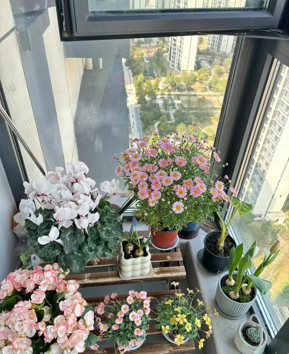 後悔沒早養！這幾種花太給力了，開花期長愛滿盆，年年開不停