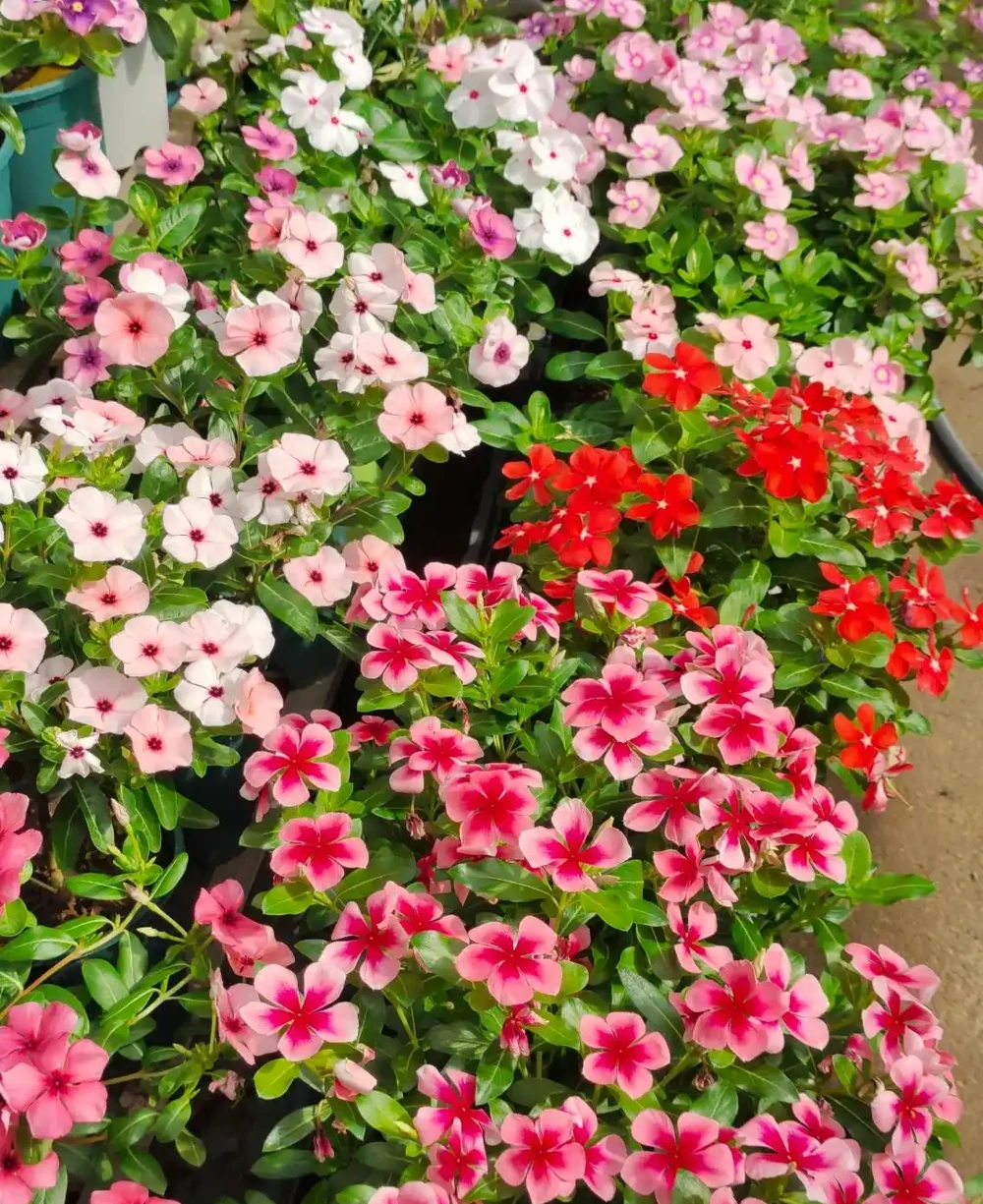 後悔沒早養！這幾種花太給力了，開花期長愛滿盆，年年開不停