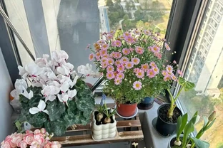後悔沒早養！這幾種花太給力了，開花期長愛滿盆，年年開不停