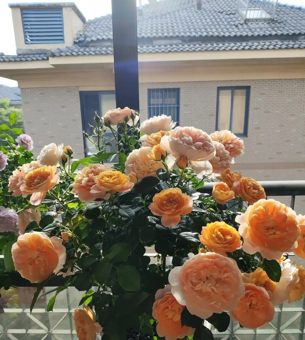 8種花市10塊錢就能買的「開花狂」,養對了全年300天有花看