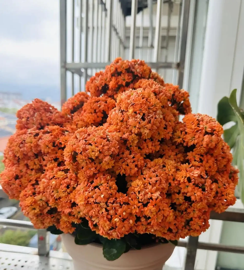 8種花市10塊錢就能買的「開花狂」,養對了全年300天有花看