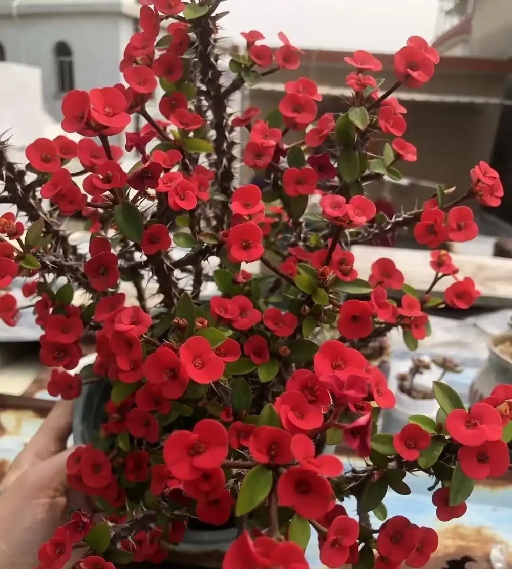 8種花市10塊錢就能買的「開花狂」,養對了全年300天有花看