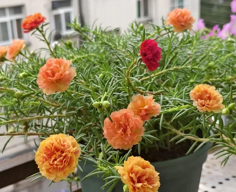 8種花市10塊錢就能買的「開花狂」,養對了全年300天有花看