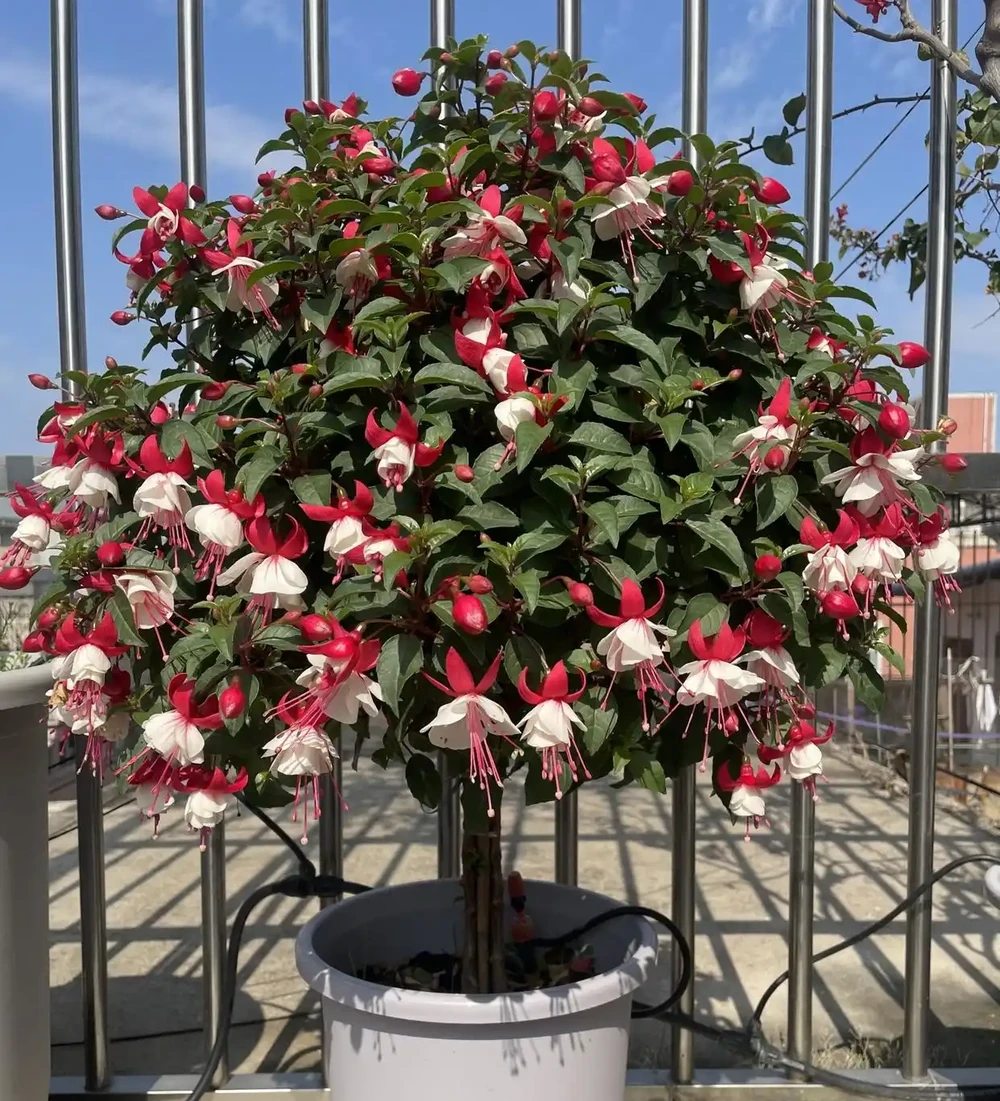 8種花市10塊錢就能買的「開花狂」,養對了全年300天有花看