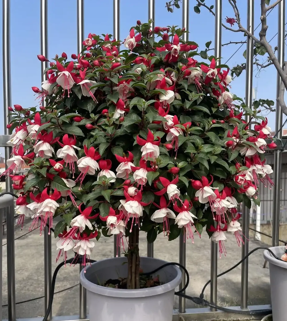 8種花市10塊錢就能買的「開花狂」,養對了全年300天有花看