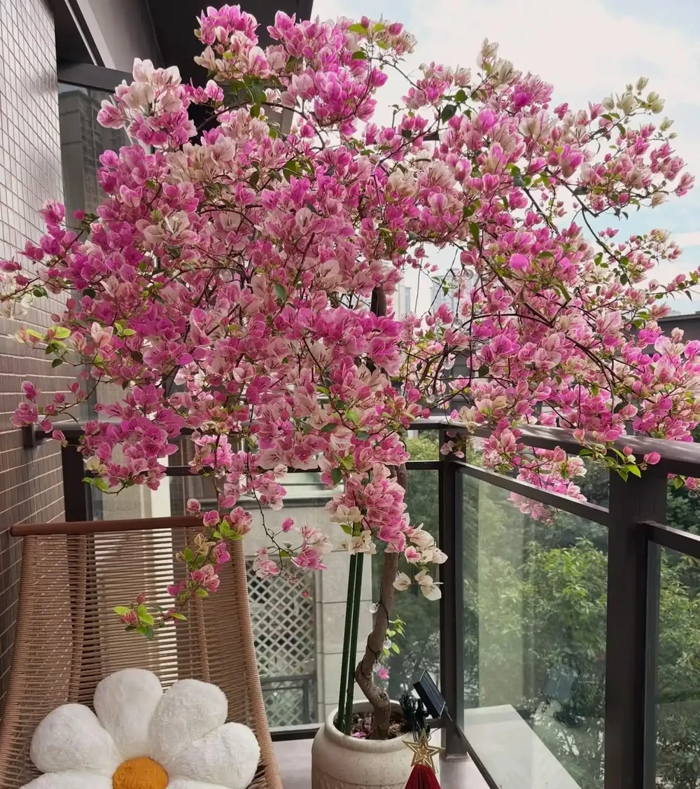 8種花市10塊錢就能買的「開花狂」,養對了全年300天有花看