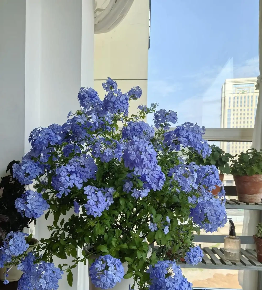 8種花市10塊錢就能買的「開花狂」,養對了全年300天有花看