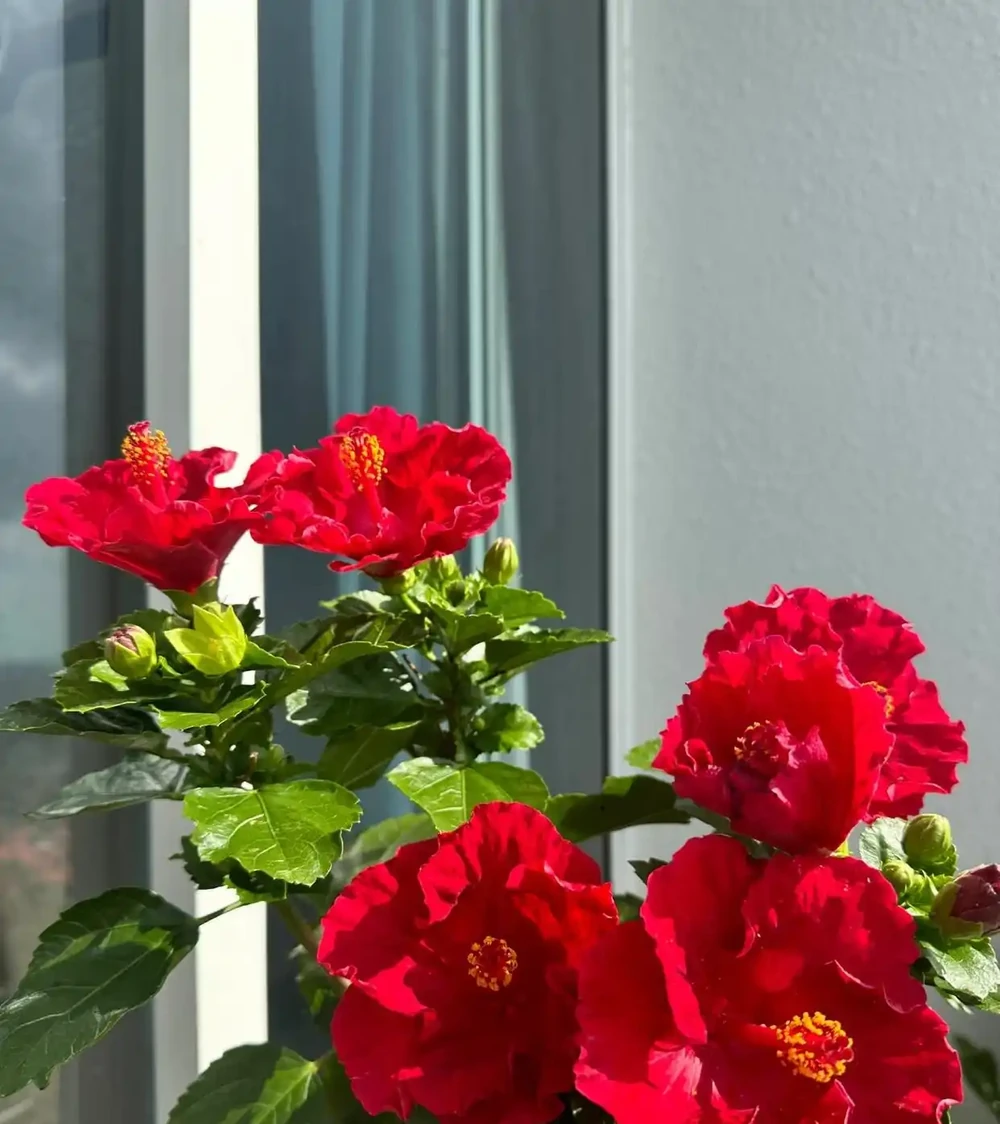 8種花市10塊錢就能買的「開花狂」,養對了全年300天有花看