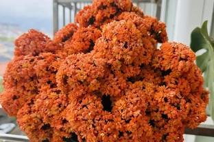 8種花市10塊錢就能買的「開花狂」，養對了全年300天有花看