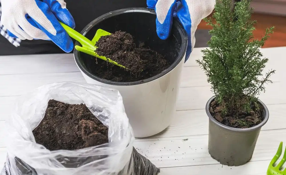 葉子發黃別慌!鴨腳木怎麼施肥一招變油綠