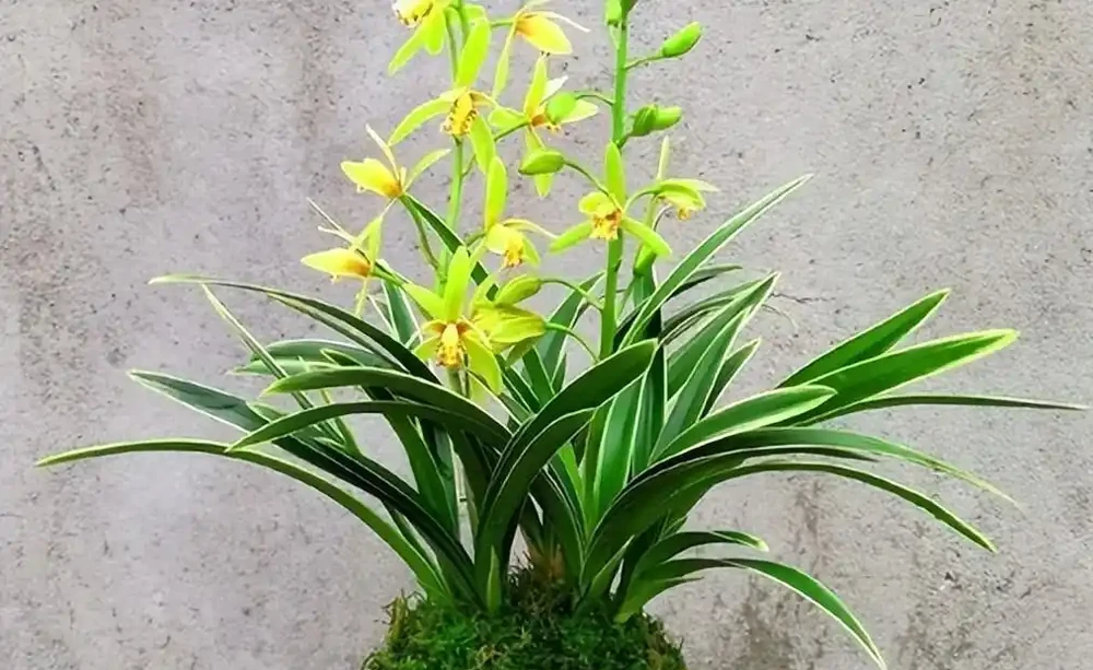 蘭花葉子一碰就掉?別急著扔盆!從腐根到爆花的「起死回生」操作,今天手把手教你