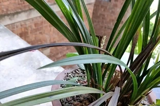 蘭花葉子一碰就掉？別急著扔盆！從腐根到爆花的「起死回生」操作，今天手把手教你