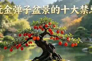 玩金彈子盆景的十大禁忌，掌握之後再也不踩坑