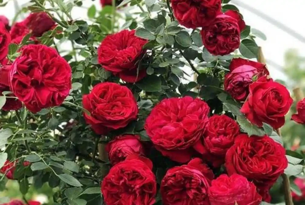 夏天高溫,玫瑰花應該這樣養護,讓它還能花開不斷