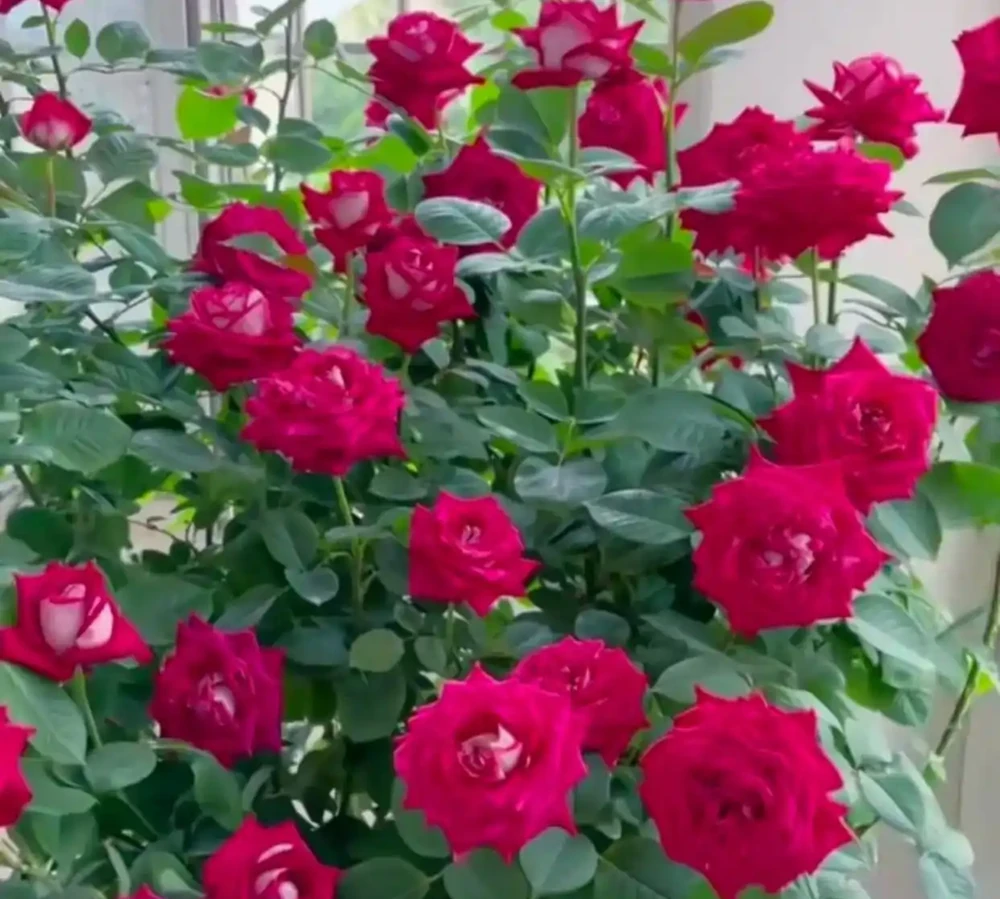 夏天高溫,玫瑰花應該這樣養護,讓它還能花開不斷