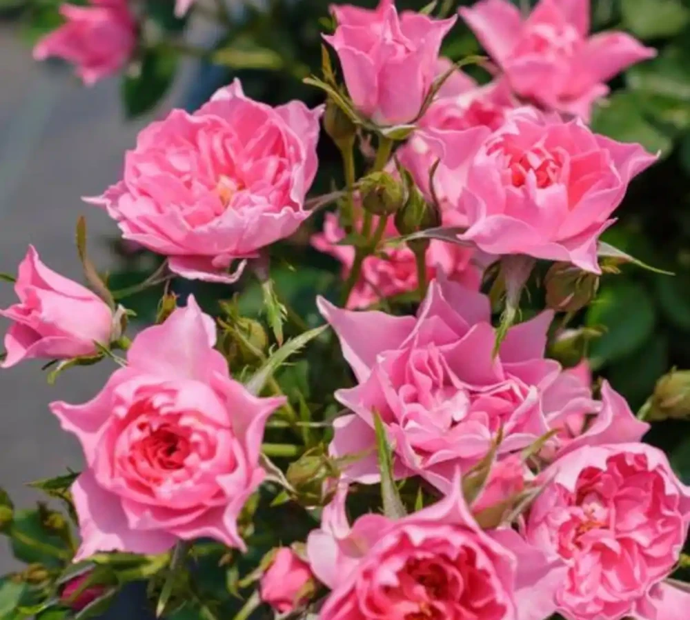 夏天高溫,玫瑰花應該這樣養護,讓它還能花開不斷