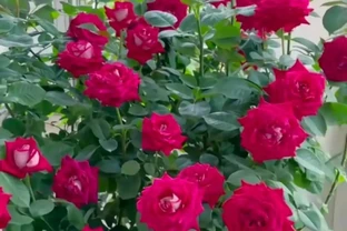 夏天高溫，玫瑰花應該這樣養護，讓它還能花開不斷