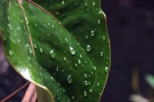 發財樹長白斑別慌！一招搞定綠回來