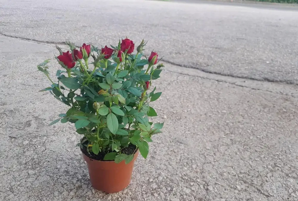 玫瑰怎麼澆水不腐根?老花匠的3個關鍵判斷法