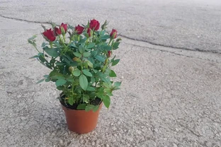 玫瑰怎麼澆水不腐根？老花匠的3個關鍵判斷法