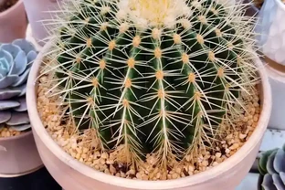 90%人都搞錯！仙人掌球乾癟萎縮別扔，這樣救能滿血復活+冬季保溫不爛球