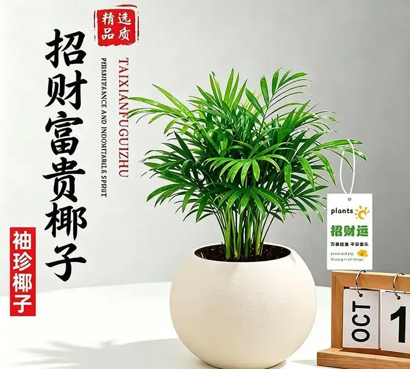 10種旺事業的小眾綠植,辦公桌上的「隱形錦鯉」