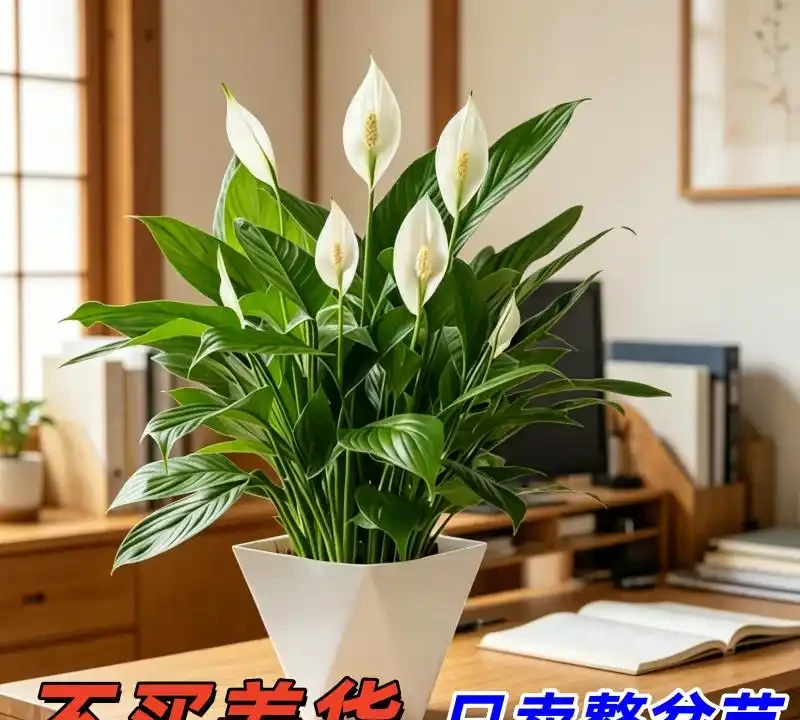 10種旺事業的小眾綠植,辦公桌上的「隱形錦鯉」
