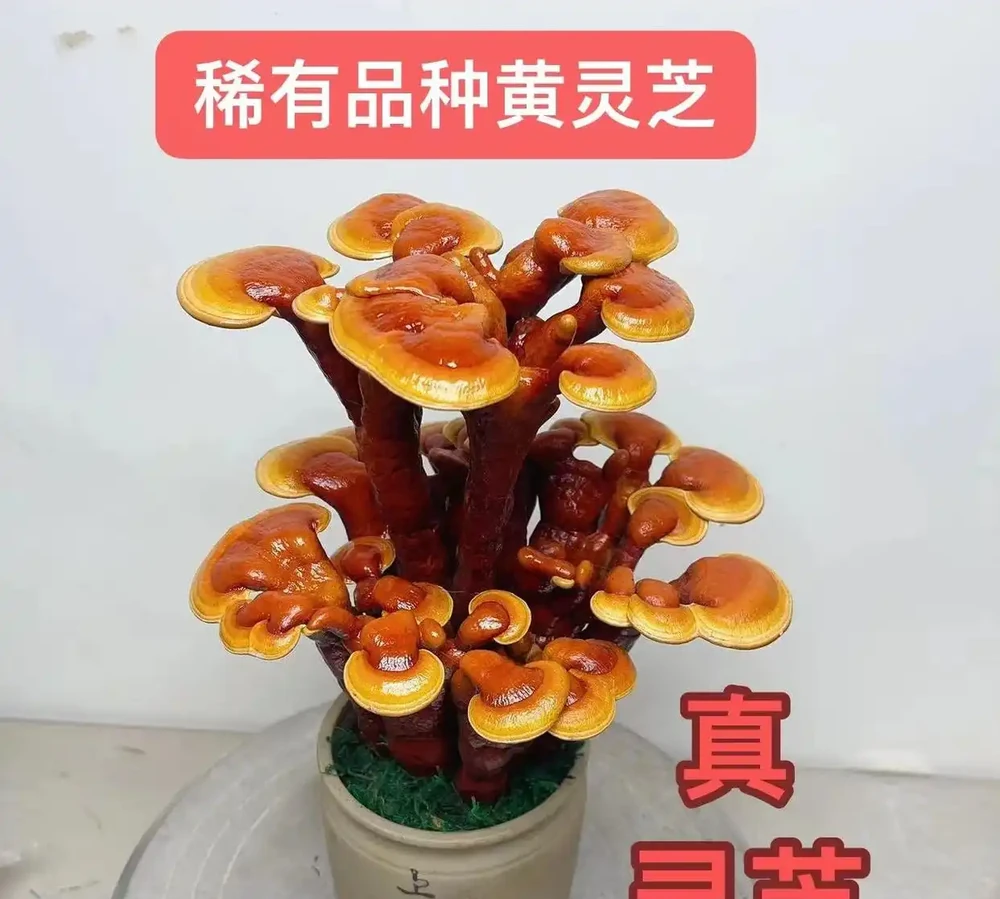10種旺事業的小眾綠植,辦公桌上的「隱形錦鯉」