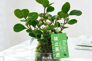 10種旺事業的小眾綠植，辦公桌上的「隱形錦鯉」