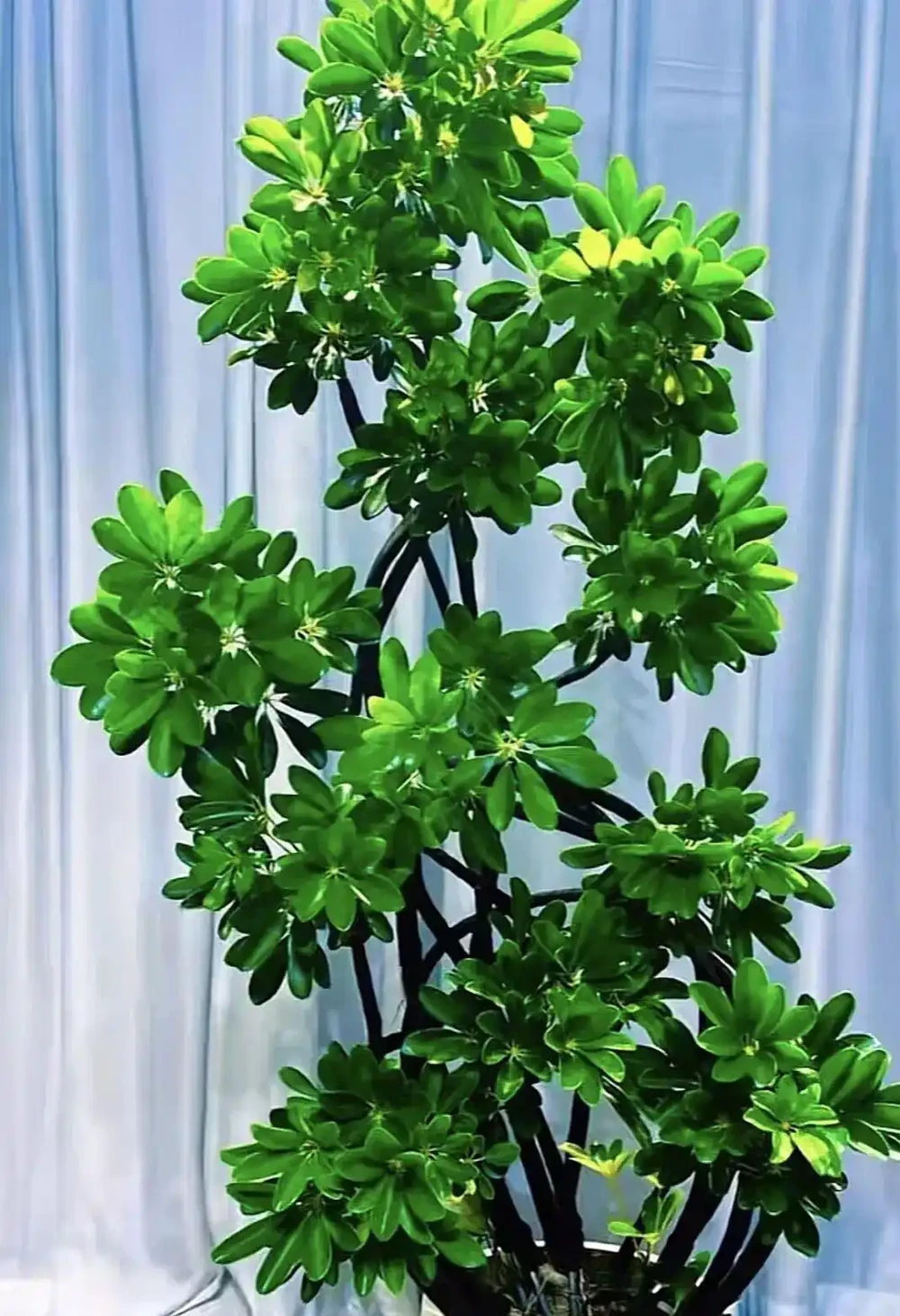 鴨腳木黃葉掉葉？別慌！抓住這4個核心要點，滿盆長成小森林