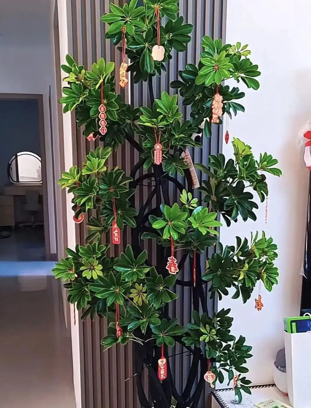 鴨腳木黃葉掉葉？別慌！抓住這4個核心要點，滿盆長成小森林
