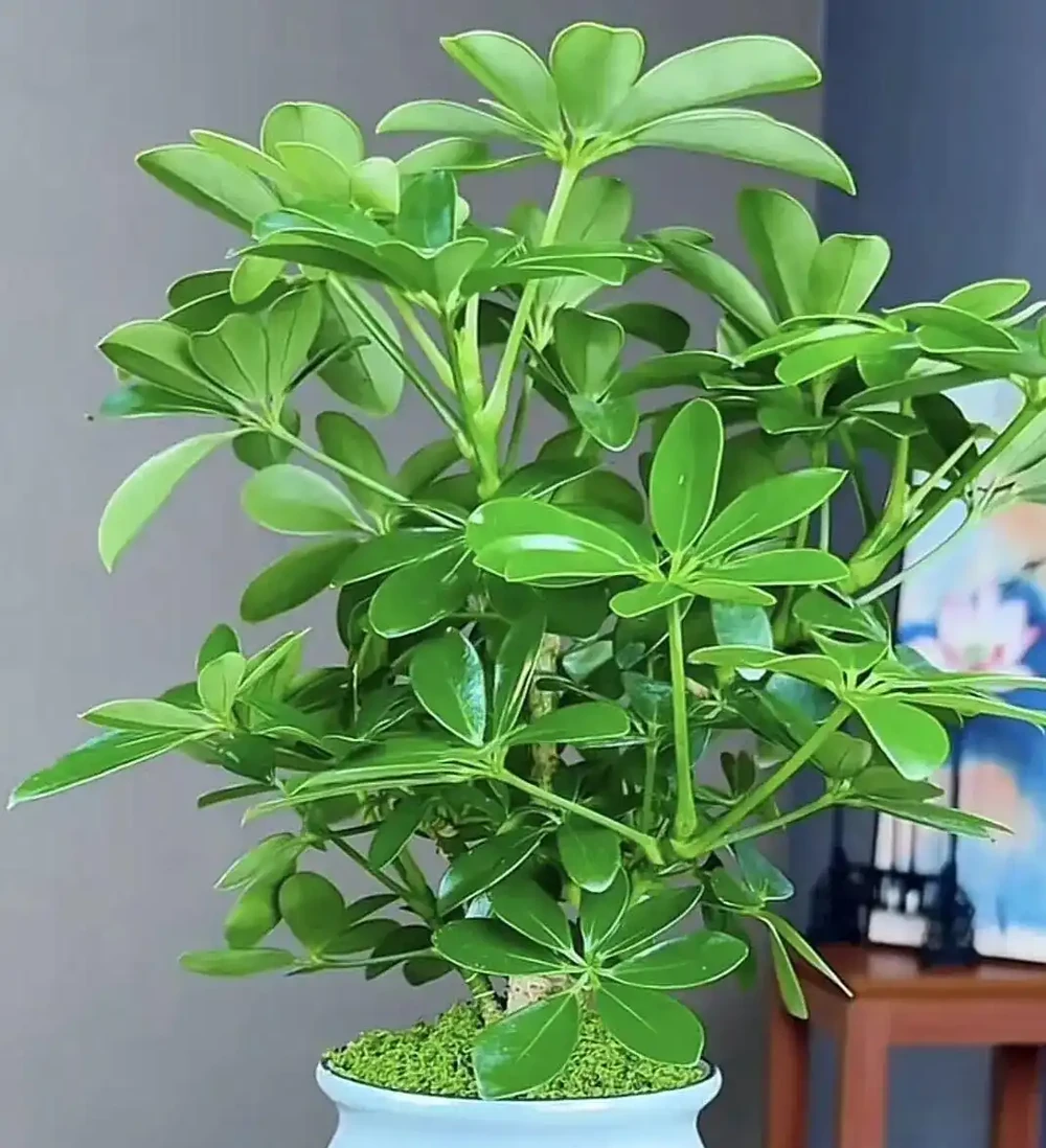 鴨腳木黃葉掉葉？別慌！抓住這4個核心要點，滿盆長成小森林