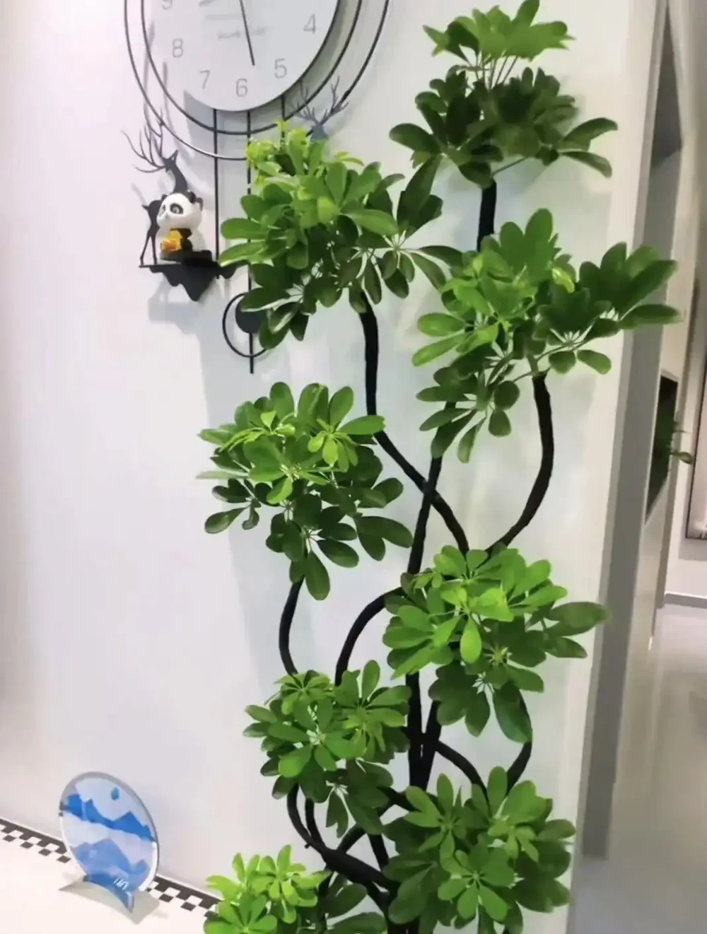 鴨腳木黃葉掉葉？別慌！抓住這4個核心要點，滿盆長成小森林